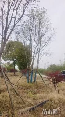 40公分(4杆)丛生乌桕