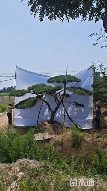 21公分造型黑松