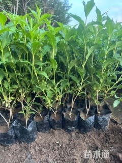 高度50厘米红王子锦带