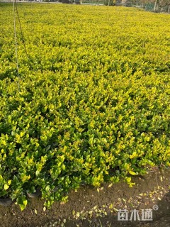 高度55厘米金森女贞