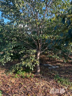 18公分染井吉野樱