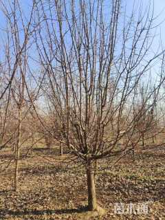 12公分垂丝海棠