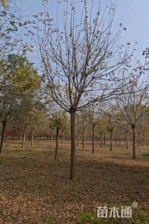 23公分金叶复叶槭