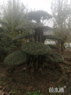 35公分造型对节白蜡