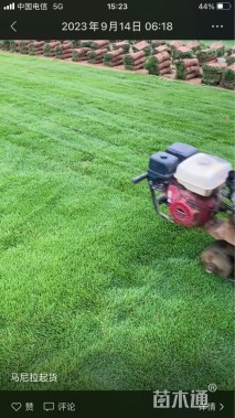 草块状早熟禾草