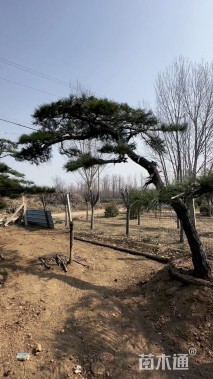 34公分造型油松