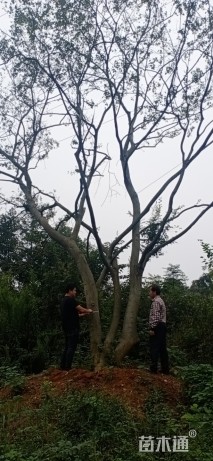 60公分朴树