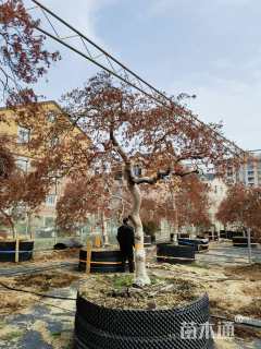 高度250厘米羽毛枫