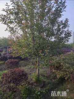 12公分绚丽海棠