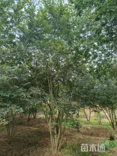 60公分(4杆)丛生朴树