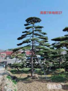 14公分造型黑松