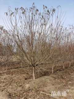 12公分红叶碧桃