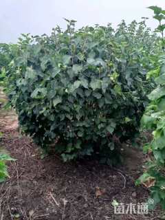 高度800厘米丁香