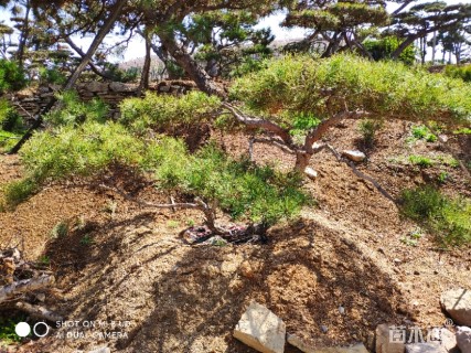 15公分造型赤松