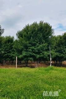 高度400厘米丛生美国红枫