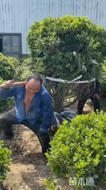 冠幅300厘米海桐球