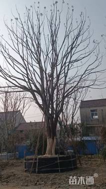 60公分(3杆)丛生香樟