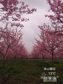 12公分红粉佳人樱