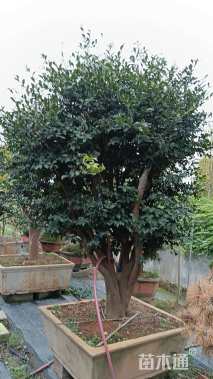 高度250厘米茶梅