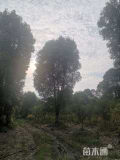 35公分(3杆)丛生香樟