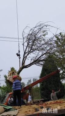 18公分染井吉野樱