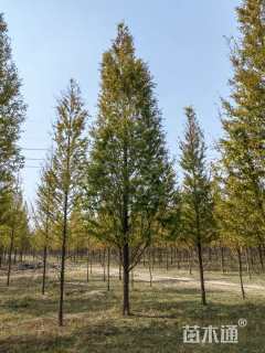 14公分金叶水杉