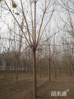 15公分绿叶复叶槭