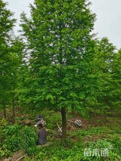 20公分北美落羽杉