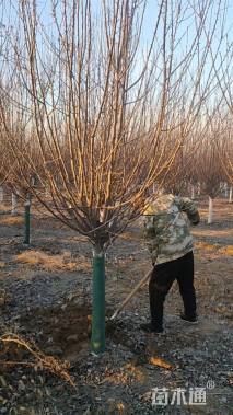 11公分北美海棠