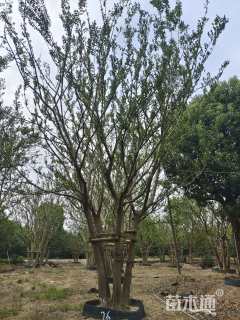 15公分(5杆)丛生朴树