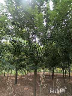15公分国槐