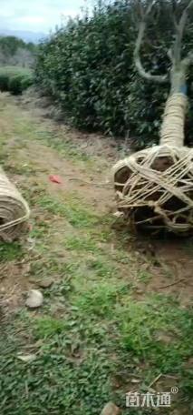 15公分中国红枫