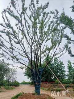 75公分(3杆)丛生朴树