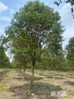 16公分大叶女贞