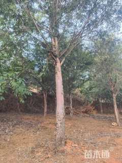 高度450厘米云南红豆杉