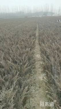 高度40厘米沙地柏