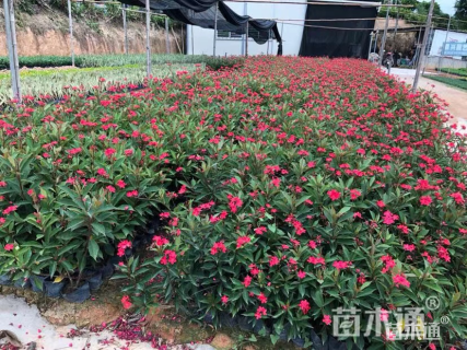 高度25厘米琴叶珊瑚