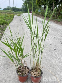 高度50厘米芦苇