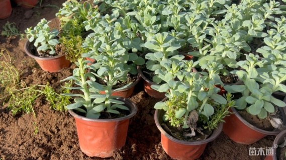 高度25厘米八宝景天