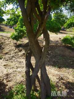 高度260厘米嫁接卫矛球