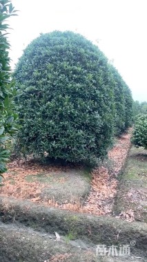 高度400厘米丛生桂花