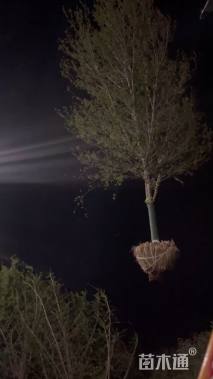 15公分美国红枫