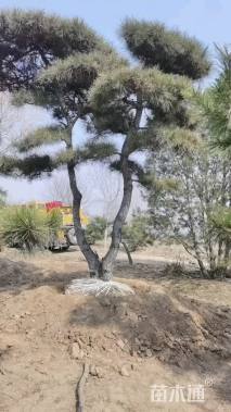 高度600厘米黑松