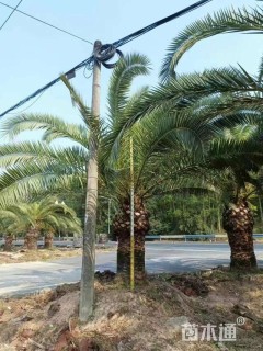 裸干高300厘米加拿利海枣