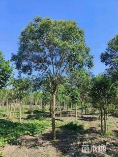 15公分大叶女贞