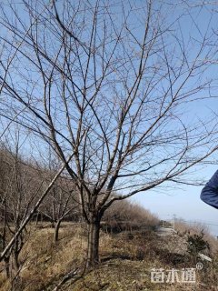 20公分日本早樱