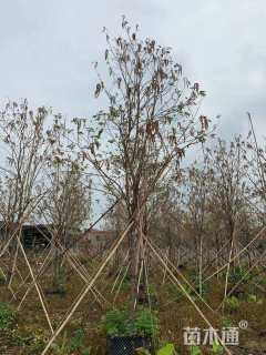 7公分黄花风铃木