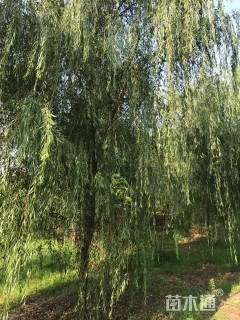 15公分垂柳