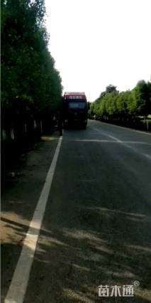 高度210厘米月季