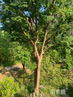 23公分(2杆)丛生朴树